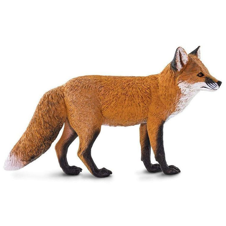 Red Fox